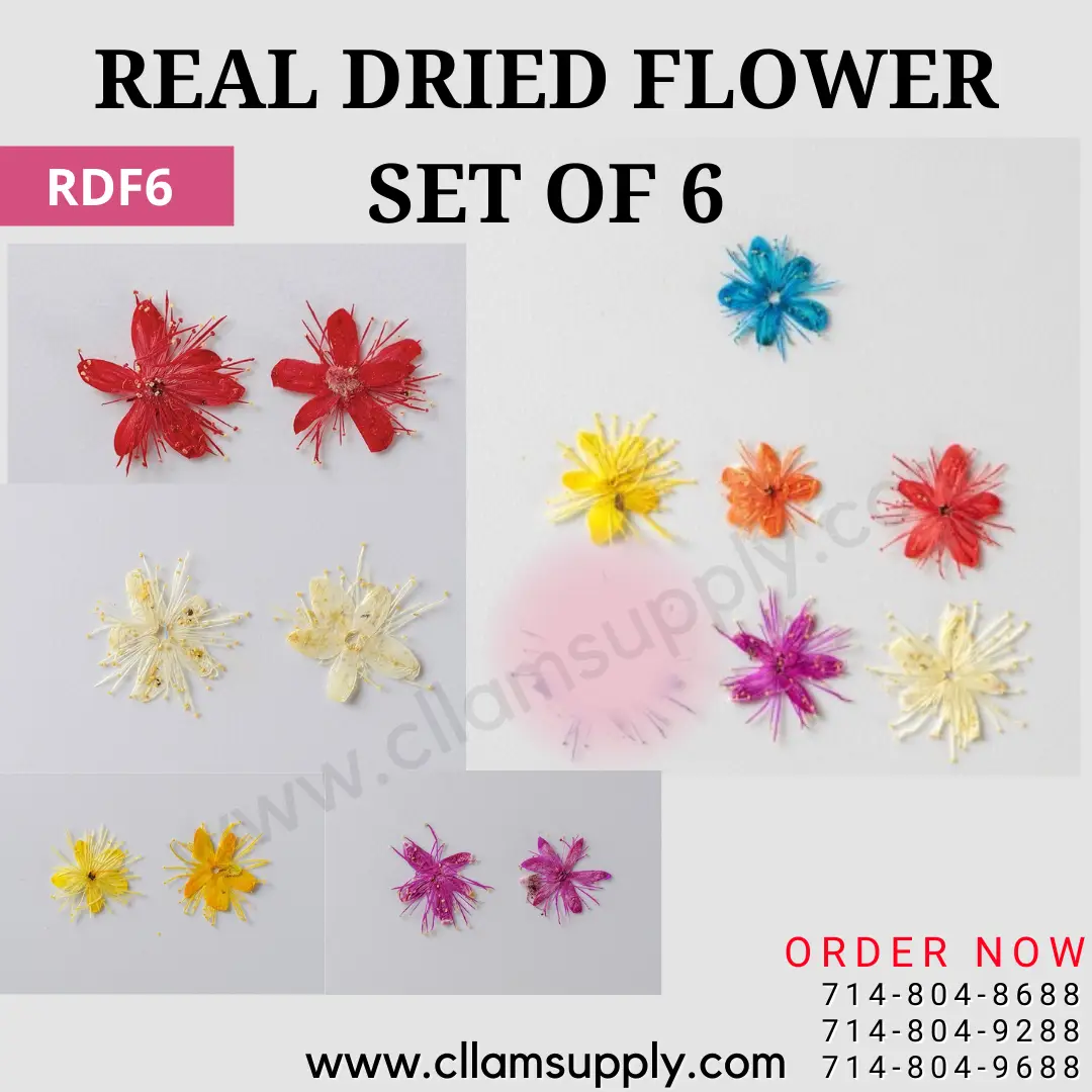 REAL DRIED FLOWER - SET OF 6